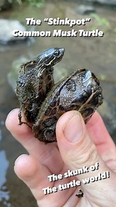 5.7K views · 439 reactions | The “Stinkpot”, aka Common musk turtle, is a spunky little turtle equipped with a set of glands known as Rathke’s glands, which release a noxious odor when threatened. Otherwise they are pretty darn cute! #reelsinstagram #animalreels #turtle #turtles #turtlereels #reptilereels #sternotherusodoratus #muskturtle | Greg’s Turtle Haven | Facebook