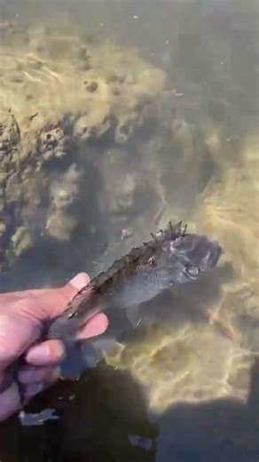 Bream release #australia #fishing #bream #fish #fishinglife #angler #gday #release #catchandrelease