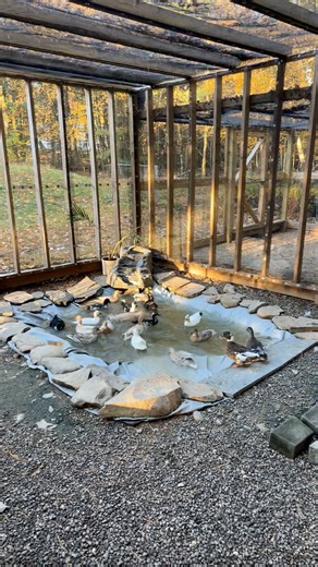 2.4M views · 54K reactions | My favorite part of everyday is opening this door and releasing the ducks into their pen. They just get so excited to go for a swim閭 #DunkinDucks #Ducks #PetDucks #CallDucks #Farm #Animals #FarmLife | Dunkin Ducks | Facebook