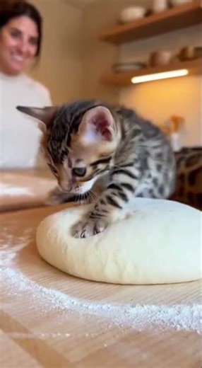 Cute Bengal kitten making dough with mom cat and a smiling woman