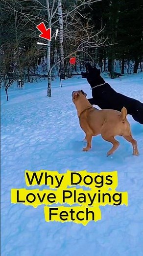 Why Dogs Love Playing Fetch 🎾🐶 | #dogs #shorts #dogshorts