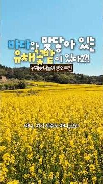 바다와 맞닿아 있는 유채꽃밭이 있다고? #유채꽃나들이명소 #전남무안 #무안여행