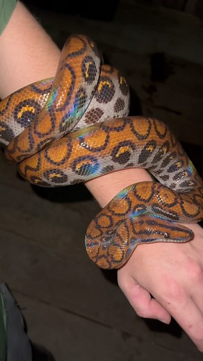 Garrett Galvin | Exploring the Amazon rainforest at night! #amazon#rainforest... | Instagram