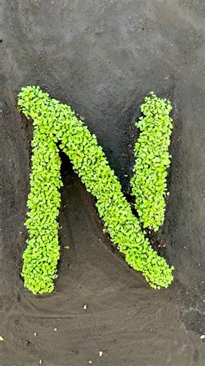 ‘N’ Letter Plant Growth 🌱