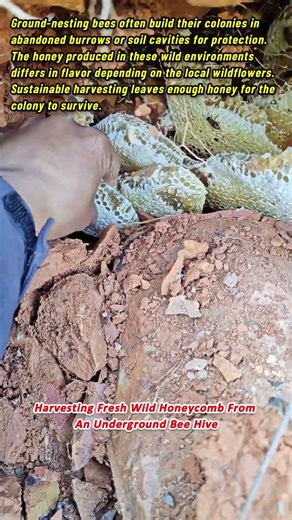 Harvesting Fresh Wild Honeycomb From An Underground Bee Hive