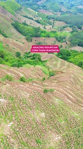 Beautiful Mountain Corn Farm Bukidnon | Tropang Bukidnon Tv