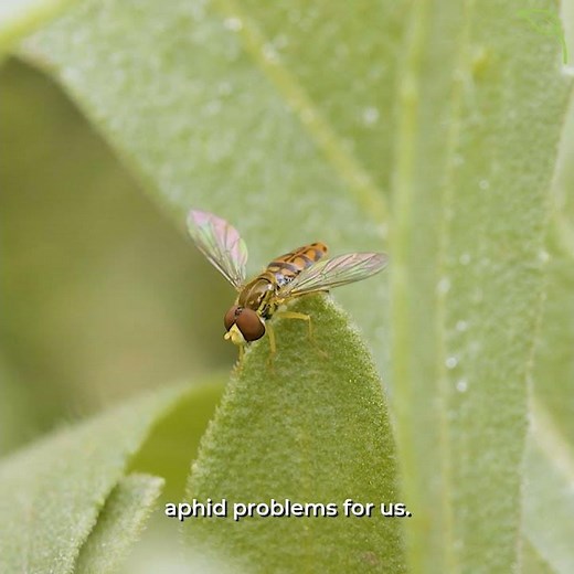 How Do Bugs Protect Crops?
