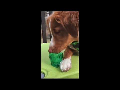 Dog Celebrates St Patrick's Day With 'Irish Jig'