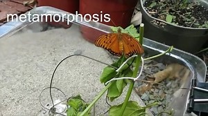 Pollination (Grades K-2)