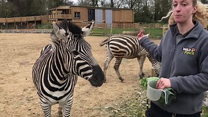 Ellie Adams talks about what it's like to be a keeper here at Wild Place Project. | Bristol Zoo Project