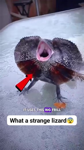 What a strange lizard😨 #science #facts #animals #lizard #australia | Sci-Facts