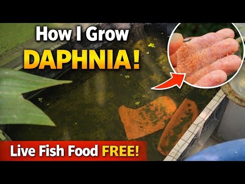 How I Grow Daphnia at Home | Free Live Fish Food for Guppy & Aquarium Fish