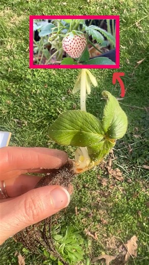 #pineberry #strawberry #strawberries #towergarden #springplanting