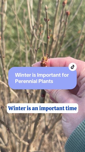 Winter is an important season in the cycle of perennial plants. It gives them a chance to rest and reset. For many plants, like blueberries, exposure to a certain amount of cold temperatures is required for the plant to produce fruit. So, although your garden may look sparse now, those sleeping plants are building up energy for growth come spring! #gardening #wintergarden #perennials #plants #plantcare