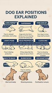 1.1M views · 5.8K reactions |  “Dog Sleeping Positions Explained!  What Your Dog’s Sleep Style Says About Their Mood”  “Dog Ear Positions Explained! Learn What Your Dog’s Ears Are Saying ” #dogearpositions#dogbodylanguage#dogbehavior#petcaretips#dogsleepingpositions#dogsleepmeaning#dogbehavior#dogloversuk#DogParentsUSA | PET CARE | Facebook