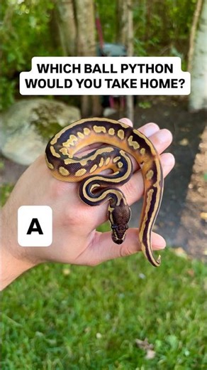 Which Ball Python Would You Take Home!?