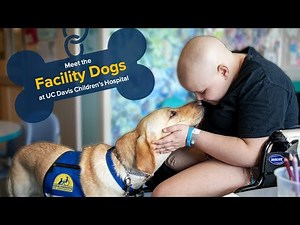 Meet the Facility Dogs at UC Davis Children's Hospital