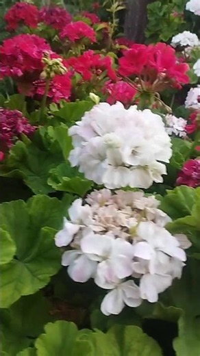 Geraniums bloom beautifully in summer