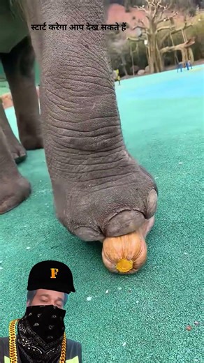 Will the Elephant Crush, the man's Foot or not #elephant #wildlife #animals #shorts