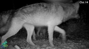 65K views · 1.5K reactions | Turns out, having 99.99% of a cattle...