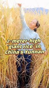 12K views · 76 reactions | "Giant rice," a variety of hybrid rice, is ready for harvest in an experimental field in China's Yunnan. It grows twice as tall as ordinary rice, with some plants reaching about 2 meters. #China #Yunnan #GiantRice #rice #harvest #HybridRice | China Xinhua News | Facebook