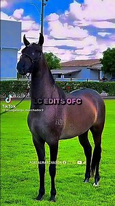 brota no bailão 🤟🏻😛, edit mangalargaMachador 🔰 #cavalo #foryou #naofloppa #vaiprofycaranba