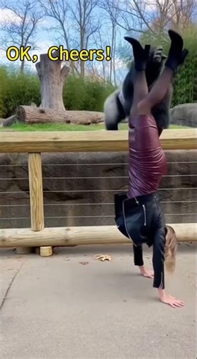 Gorilla: Cheers to the beautiful legs~🍻🍻 #funny #カピバラさん #zoo #shortvideo