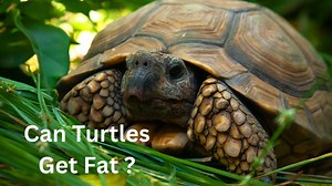 Can Turtles Get Fat