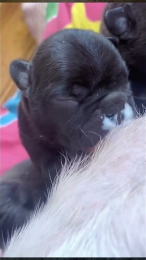 행복을 주는 강아지 / 幸せを運ぶ子犬 #KoreaPuppies #JapanDogs