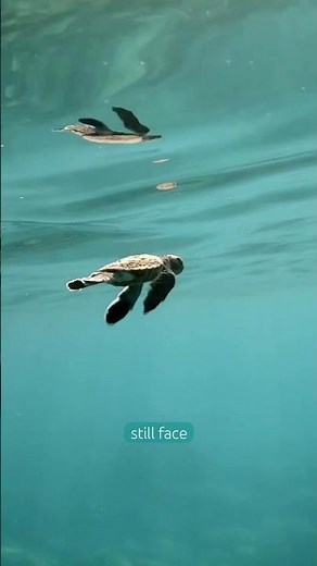 Green Sea Turtles Are No Longer Endangered?! Here’s the Truth 🐢