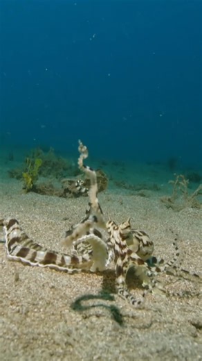 5.4K views · 25K reactions | The mimic octopus is the trickster of the ocean. #WorldOctopusDay | Nature | PBS | Facebook