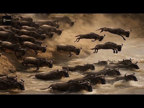 2 Million Animals on the Move – Nature’s Greatest Journey Into Danger