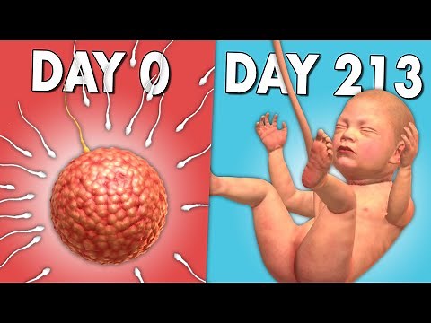 I Grew an ENTIRE Baby in 80 Minutes (9 Months)