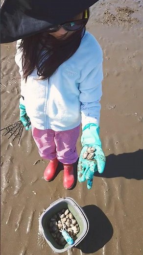 [Spring has arrived!] I went clam digging on the first day of the season! (Futtsu Beach)