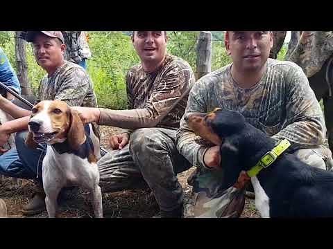 PERROS VENADEROS "OrejasDeOro" Cacería de 🦌 (deerhounds)