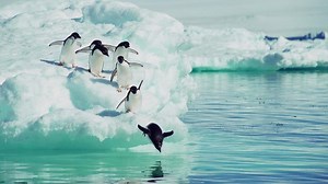 Top 3 Types of Seals Animals That Eat Penguins