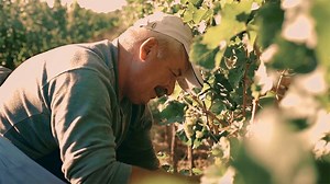 A Better Food System for Healthier People, Planet and Economy