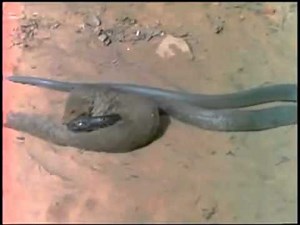 MANGOSTA ATACA A UNA COBRA