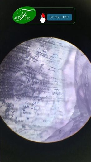 #phytodermatofatilab #phytodermatology #science #phytostemcell #phytostemcelltherapy #plantaremcell