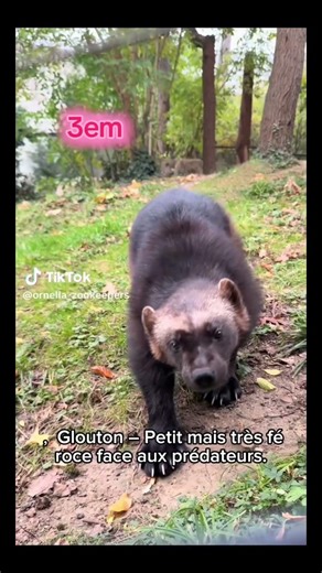 Top 5 des animaux qui n’ont peur de rien #animals #wildlife #faitsinteressants #danslabulledecali