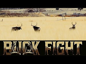 Intense Buck Fight in Utah During the Rut