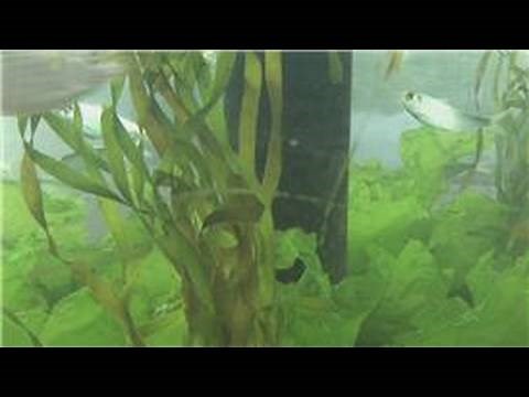 Marine Life : How Do Saltwater Fish Mate?