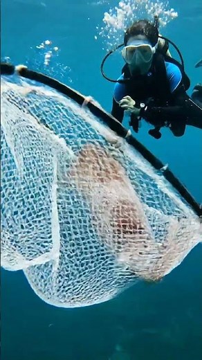 Diver Catches a Giant Squid! 😱🦑
