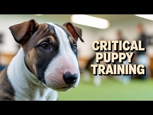 Bull Terrier Puppy Training: The Critical First Steps