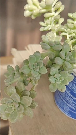 #Gardening #Succulents #Sedum #garden#Shorts #bollywood