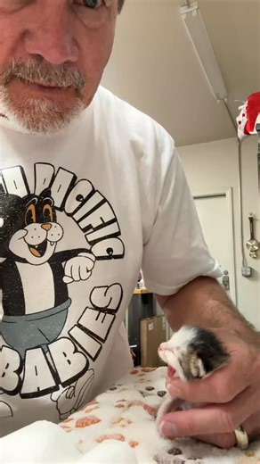 Proud daddy moment caught on tape. ❤️.. Chickpea finally latched! Tostada still hasn’t gotten it yet but I’m sure he will soon. #davidloop65 #cat #catlife #catlover #kitten | David Loop