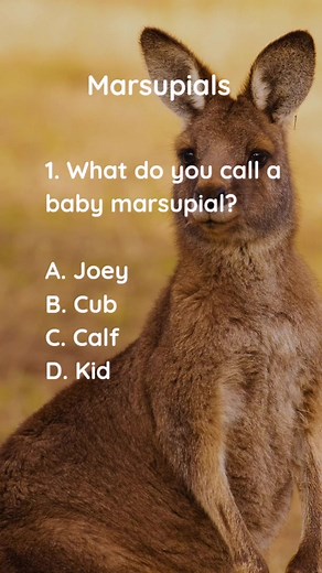 Marsupials |Did you know? The name marsupial comes from the marsupium, or pouch, in which these animals carry and nurse their young. Please follow for more quizzes and trivia. You can also show your support by subscribing to our page using the link below. https://www.facebook.com/becomesupporter/100063769151679/ #quiz代修 #reelsfb #reelsviral #quizinstagram #education #pubquiz #fyp #quiznight #knowledge #facts #quiz #QuizTime #Quizzes #trivia #trivianight #TriviaTime #TriviaTuesday #TriviaGame #fa