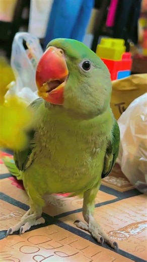 #funny #talkingparot #greenparrot #nonstoptalkingparrot #alexandrineparrot #talkingbird #birds