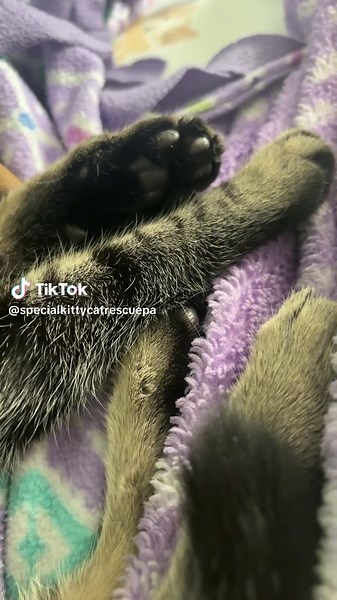 Angela and her little toe beans #specialkittycatrescue #catsoftiktok #catrescue