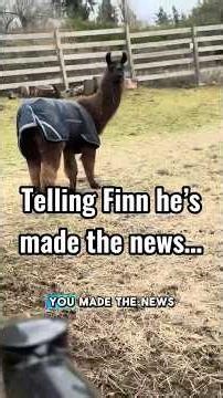 Telling Finn he made the news 🤦‍♀️